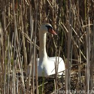 Fotos aus dem Hafen Cudrefin-Camping
