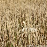 Fotos aus dem Hafen Cudrefin-Camping