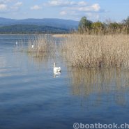 Fotos aus dem Hafen Cudrefin-Camping