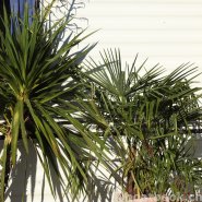 Fotos aus dem Hafen Cudrefin-Camping